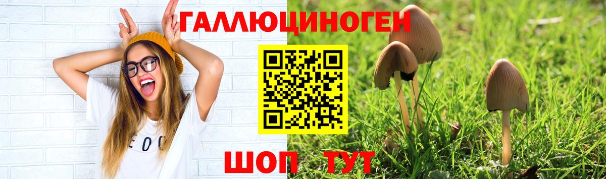 Галлюциногенные грибы GOLDEN TEACHER  Вход с VPN  Новочебоксарск  Галлюциногенные грибы мицелий 
